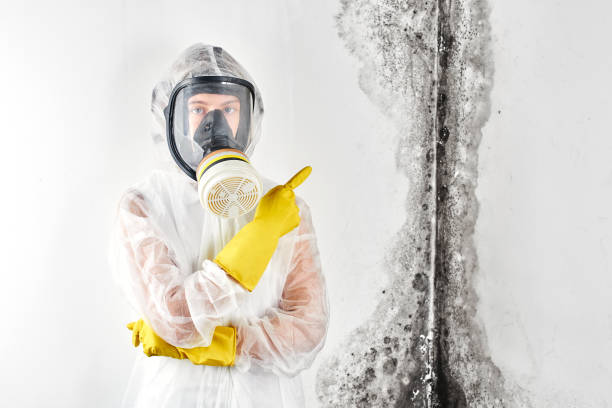 Best Attic Mold Removal  in Artesia, CA